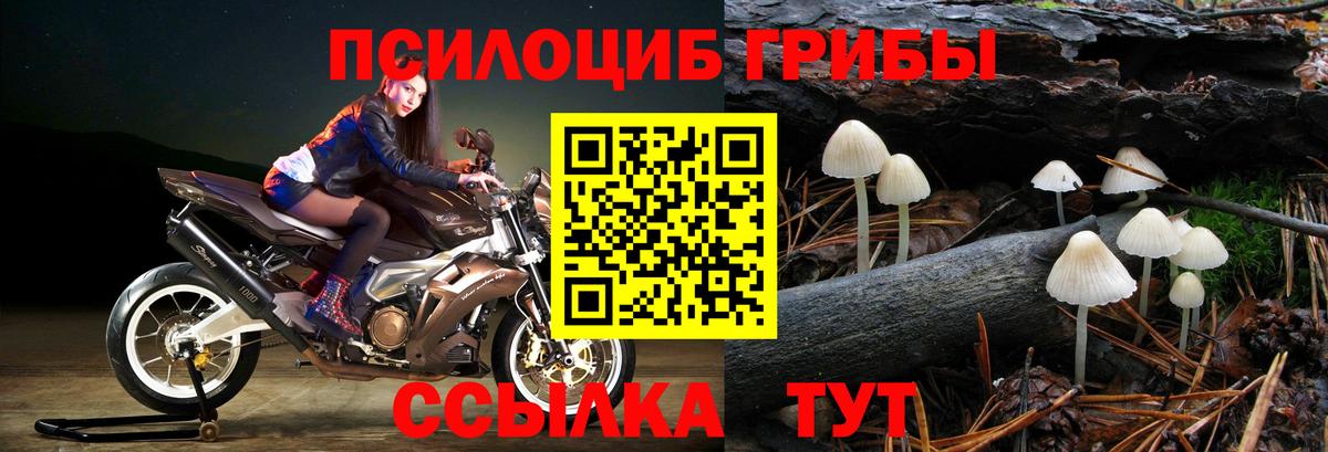 Псилоцибиновые грибы Psilocybine cubensis Батайск